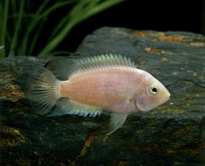 Albino Convict Cichlid, cryptoheros nigrofasciatus