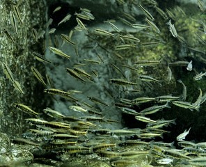 Minnow, phoxinus phoxinus