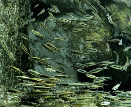 Minnow, phoxinus phoxinus