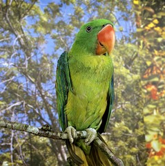 Great Billed Parrot, tanygnathus megalorhynchos