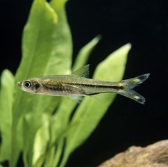 Three-Lined Rasbora Fish, rasbora trilineata