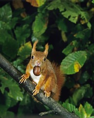 Red Squirrel, sciurus vulgaris, standing on Branch, Eating Chestnut