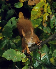 Red Squirrel, sciurus vulgaris, standing on Branch