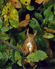 Red Squirrel, sciurus vulgaris, standing on Branch