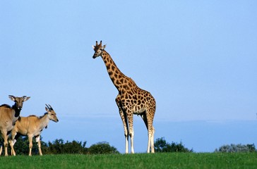 Rothschild's Giraffe, giraffa camelopardalis rothschildi and Cape Elan, taurotragus oryx
