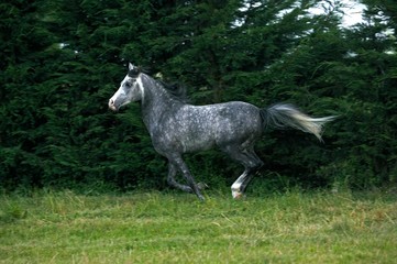 Arabian Horse Galloping