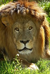 African Lion, panthera leo, Portrait of Male