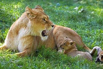 African Lion, panthera leo, Mother and Cub