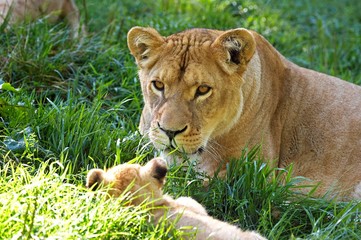 African Lion, panthera leo, Mother and Cub
