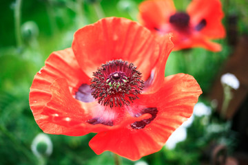 The poppies flowers in a green meadow close-up