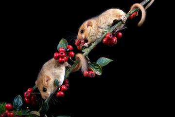 Common Dormouse, muscardinus avellanarius, standing on Branch with Berries, Normandy