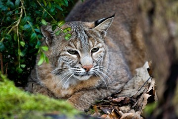 European Lynx, felis lynx