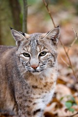 Naklejka na ściany i meble Portrait of European Lynx, felis lynx