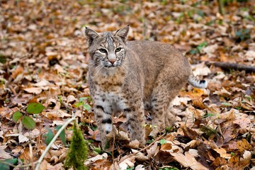European Lynx, felis lynx