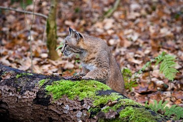 European Lynx, felis lynx