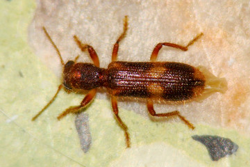 Checkered Beetle (Opilo domesticus)