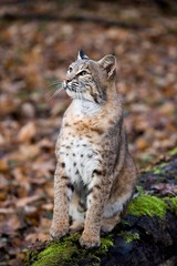 Naklejka na ściany i meble European Lynx, felis lynx