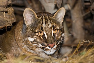 Asian Golden Cat or Temminck's Cat, catopuma temmincki, Portrait of Adult