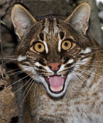 Asian Golden Cat or Temminck's Cat, catopuma temmincki, Portrait of Adult, Defensive Porture