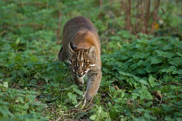 Asian Golden Cat or Temminck's Cat, catopuma temmincki