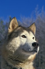 Portrait of Alaskan Malamute Dog