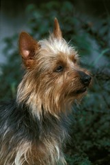 Australian Terrier, Portrait of Dog
