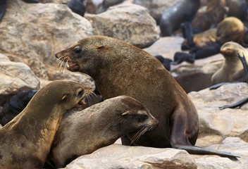 Fototapeta premium South African Fur Seal, arctocephalus pusillus, Colony at Cape Cross in Namibia