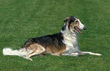 Borzoi or Russian Wolfhound, Dog laying on Lawn