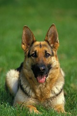 Portrait of Shepherd Dog