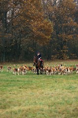 Fox Hunting with Poitevin Dogs