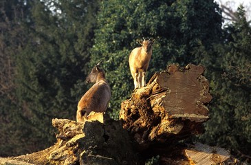 Rove Goat, a Domestic Breed from the South East of France