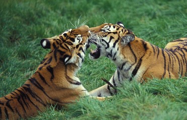 Siberian Tiger, panthera tigris altaica