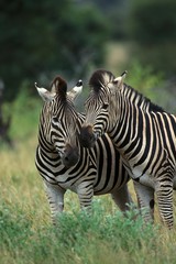 Fototapeta na wymiar Burchell's Zebra, equus burchelli, Kruger Park in South Africa