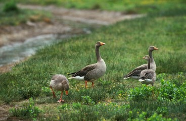 Greylag Goose, anser anser