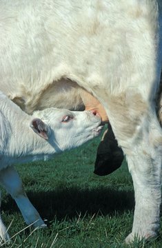 Charolais Domestic Cattel, Cow with Calf Suckling
