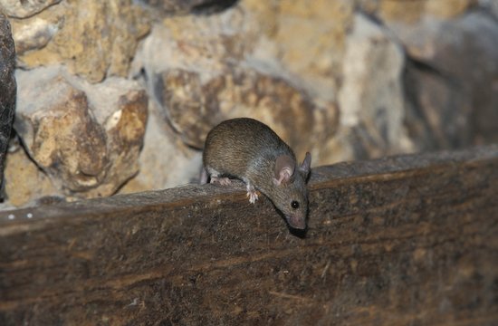 House Mouse, mus musculus