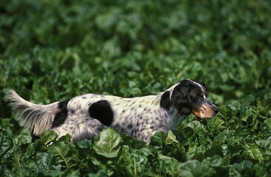 English Setter Dog Hunting In Sugar Beet Field