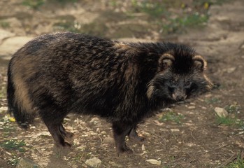 Raccoon Dog, nyctereutes procyonoides