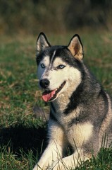 Siberian Husky Dog, Adult laying on Grass