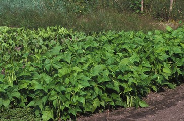 Green Beans or French Beans, phaseolus vulgaris at Vegetable Garden