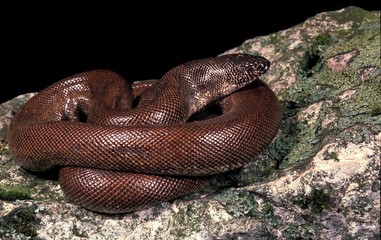 Indian Sand Boa, eryx johnii