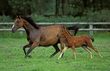 English Thoroughbred, Mare and Foal Galloping through Paddock, Normandy