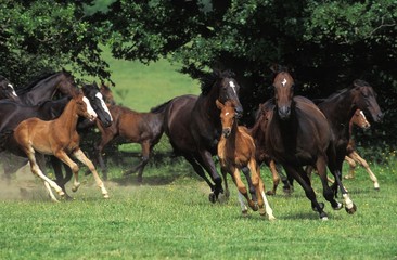 English Thoroughbred, Herd Galloping, Normandy