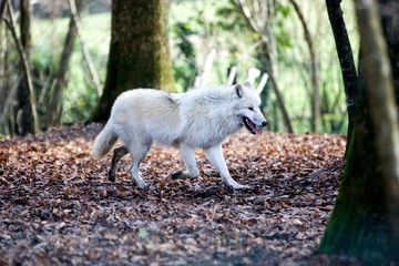 Obraz na płótnie Canvas Arctic Wolf, canis lupus tundrarum