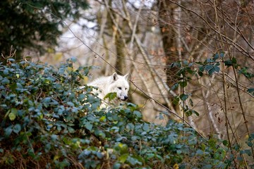 Arctic Wolf, canis lupus tundrarum