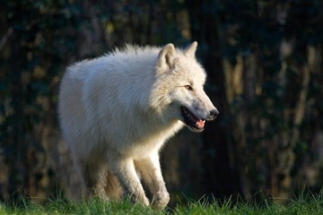 Arctic Wolf, canis lupus tundrarum