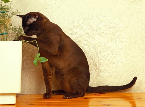 Zibeline Burmese Domestic Cat playing with Green Plant