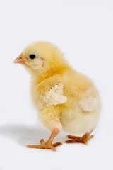 Chick against White Background