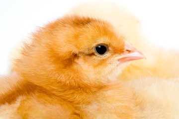 Chick against White Background