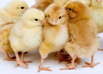 Chicks against White Background